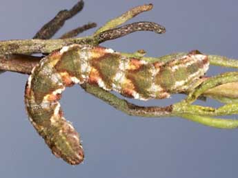  Chenille de Eupithecia ochridata Sch. & Pink. - Lionel Taurand