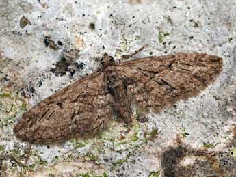Eupithecia oxycedrata Rbr adulte - Daniel Morel