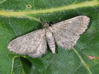 Eupithecia plumbeolata Hw. adulte - Philippe Mothiron