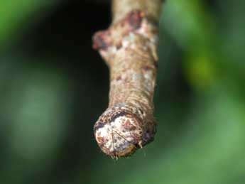  Chenille de Hypomecis punctinalis Scop. - ©Philippe Mothiron