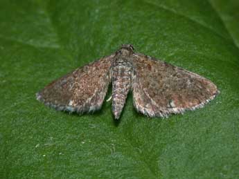Eupithecia pygmaeata Hb. adulte - Philippe Mothiron
