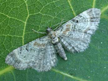 Eupithecia pyreneata Mab. adulte - Daniel Morel