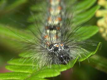  Chenille de Lithosia quadra L. - ©Claire Hoddé