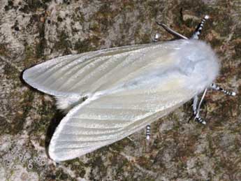 Leucoma salicis L. adulte - Stphane Grenier