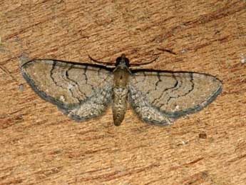 Eupithecia alliaria Stgr adulte - Patrick Rosset
