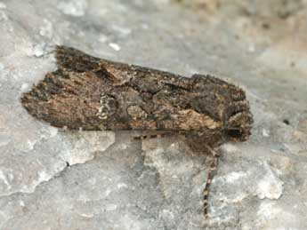 Mniotype occidentalis Yela & al. adulte - Daniel Morel