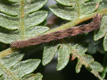  Chenille de Eupithecia subfuscata Hw. - Philippe Mothiron