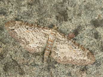 Eupithecia subumbrata D. & S. adulte - Daniel Morel