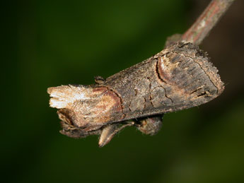 Abrostola triplasia L. adulte - ©Philippe Mothiron