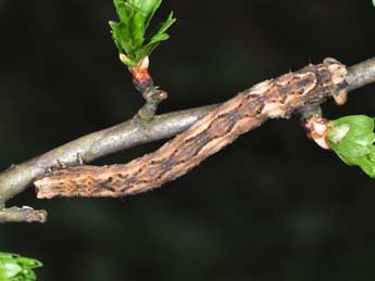  Chenille de Crocallis tusciaria Bkh. - Philippe Mothiron