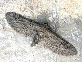 Eupithecia unedonata Mab. adulte - Daniel Morel
