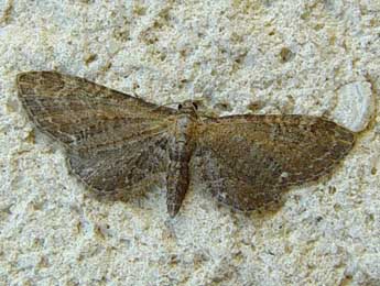 Eupithecia vulgata Hw. adulte - Jean-Paul Quinette