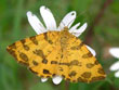 La Panthre - Pseudopanthera macularia