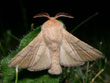 Le Bombyx  livre - Malacosoma neustria