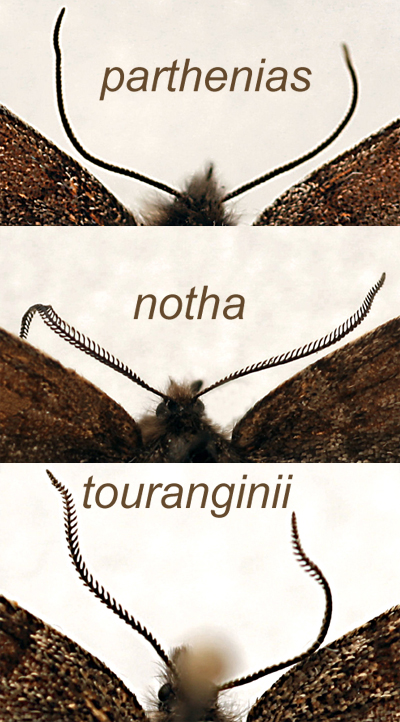 Comparatif des antennes des Bréphines mâles.