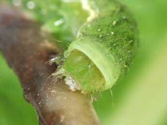  Chenille de Euplexia lucipara L. - ©Philippe Mothiron