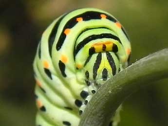  Chenille de Papilio machaon L. - ©Philippe Mothiron