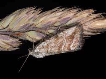 Phyllophila obliterata Rbr adulte - ©Philippe Mothiron