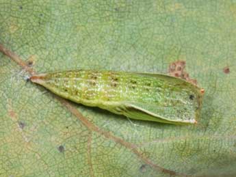  Chrysalide de Cyclophora punctaria L. - ©Philippe Mothiron