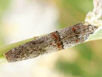 Acrobasis bithynella Z. adulte - Friedmar Graf