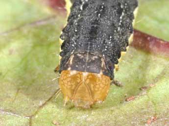  Chenille de Mamestra brassicae L. - ©Philippe Mothiron