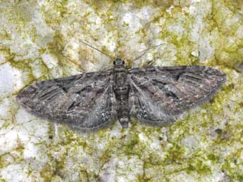 Eupithecia oxycedrata Rbr adulte - ©Philippe Mothiron