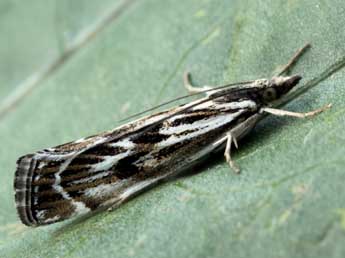 Catoptria zermattensis Frey adulte - Daniel Morel