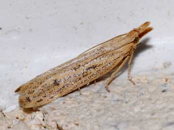 Coenochroa ablutella Z. adulte - ©Philippe Geniez