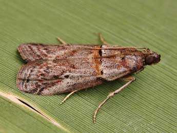 Acrobasis bithynella Z. adulte - Lionel Taurand