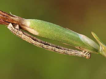  Chenille de Idaea elongaria Rbr - ©Lionel Taurand