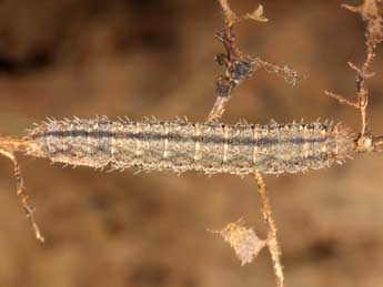  Chenille de Polypogon gryphalis H.-S. - ©Wolfgang Wagner, www.pyrgus.de