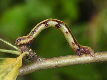  Chenille de Macaria notata L. - ©Philippe Mothiron