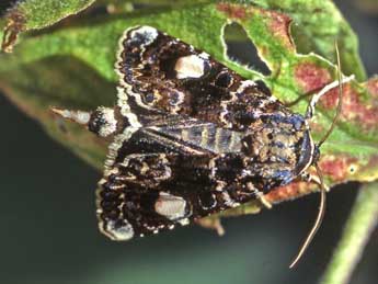 Oxytripia orbiculosa Esp. adulte - ©Helmut Deutsch