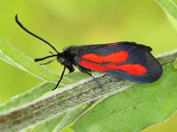Zygaena osterodensis Reiss adulte - ©Lionel Taurand