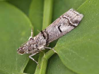 Acrobasis romanella Mill. adulte - ©Lionel Taurand
