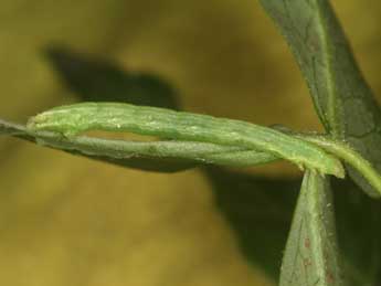  Chenille de Melanthia alaudaria Frr - ©Heiner Ziegler