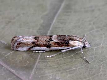 Ancylosis arenosella Stgr adulte - Jos Manuel Gaona