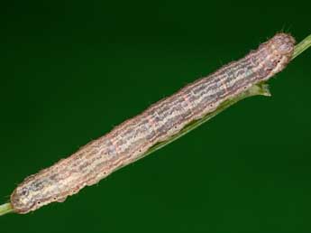  Chenille de Euphyia biangulata Hw. - ©Kimmo Silvonen