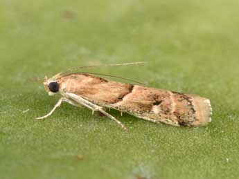 Ancylosis convexella Led. adulte - Philippe Mothiron