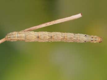  Chenille de Idaea elongaria Rbr - ©Heiner Ziegler