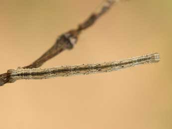  Chenille de Scopula emutaria Hb. - ©Jeroen Voogd