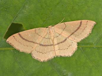 Cyclophora linearia Hb. adulte - ©Philippe Mothiron
