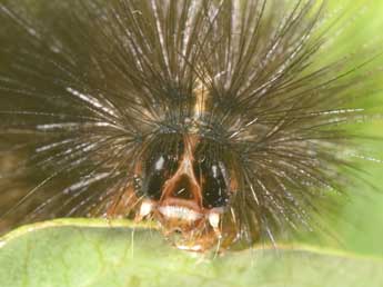  Chenille de Spilosoma lubricipeda L. - ©Philippe Mothiron