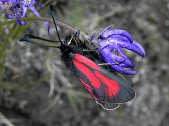 Zygaena purpuralis Pont. adulte - ©Philippe Mothiron
