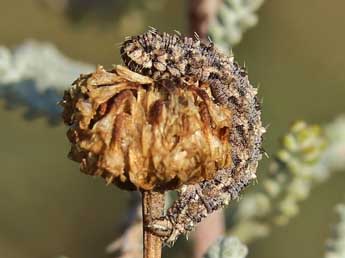  Chenille de Eupithecia santolinata Mab. - ©Lionel Taurand