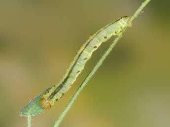  Chenille de Eupithecia thalictrata Püng. - ©Heiner Ziegler
