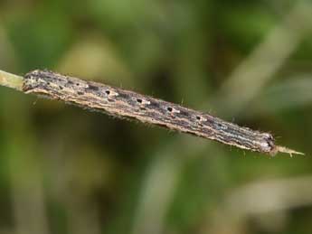  Chenille de Euphyia unangulata Hw. - ©Philippe Mothiron