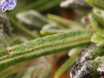  Chenille de Eupithecia unedonata Mab. - ©Lionel Taurand