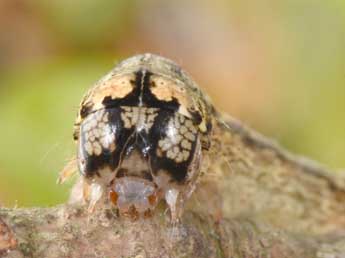  Chenille de Griposia aprilina L. - ©Philippe Mothiron