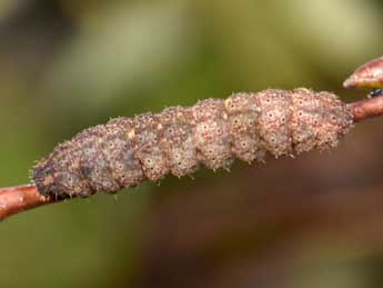  Chenille de Polypogon plumigeralis Hb. - ©Philippe Mothiron